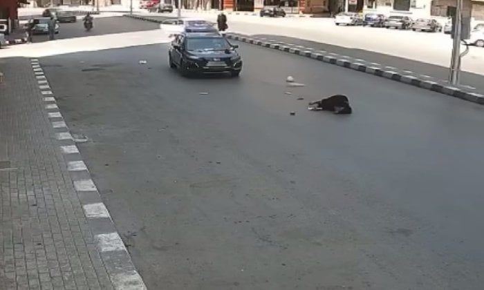 ضبط طالب جامعي أطاح بسيدة مُسنة بسيارته في طنطا