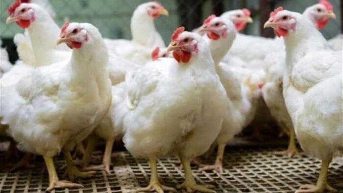 بكام أسعار الفراخ النهاردة؟