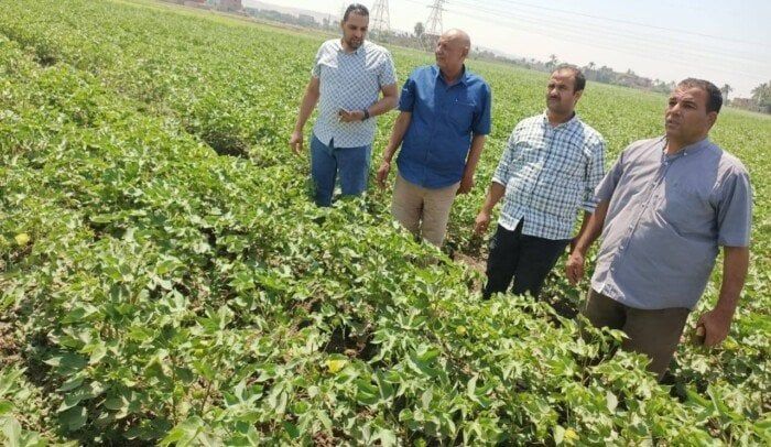 «رؤية مصر 2030» في حقول أسيوط.. متابعة مكثفة للزراعات الصيفية لتعزيز الأمن الغذائي