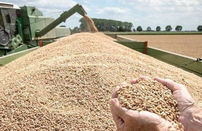 بنسبة 112%.. توريد 550 ألف طن من محصول القمح بشون وصوامع أسوان