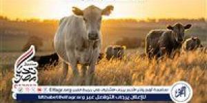 عاجل- صندوق تحيا مصر يوزع لحوم الأضاحي على 1.5 مليون مستفيد في عيد الأضحى بجميع المحافظات-القناص الاخباري - تواصل نيوز