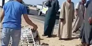 بينهم طفلة.. مصرع 3 أشخاص وإصابة 11 آخرين إثر انقلاب ميكروباص بصحراوي المنيا - تواصل نيوز