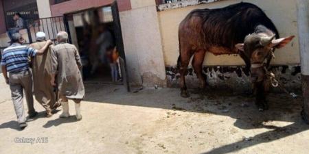 ذبح أكثر من 320 أضحية بالمجازر الحكومية بأسيوط - تواصل نيوز