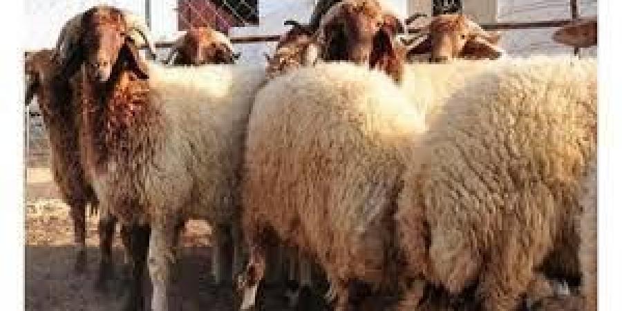 الزراعة: لا ارتفاع على أسعار الأضاحي هذا العام والمخزون يكفي احتياجات السوق - تواصل نيوز