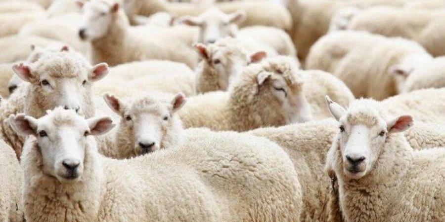 موعد ذبح الأضحية حسب الشريعة.. الإفتاء توضح الوقت الأنسب - تواصل نيوز