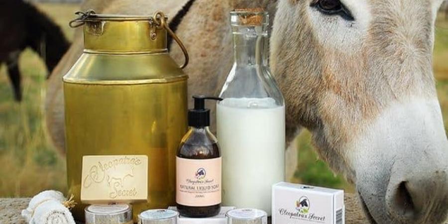 حليب الحمير: ماذا تعرف عن أغلى حليب في العالم؟ - تواصل نيوز