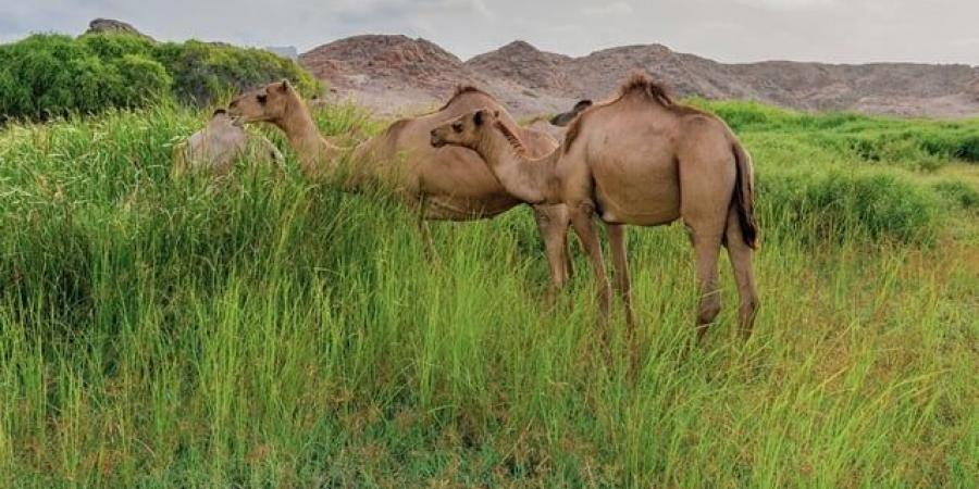 أفضل الأوقات لزيارة صلالة: اكتشف موسم الجمال في جنوب عُمان - تواصل نيوز