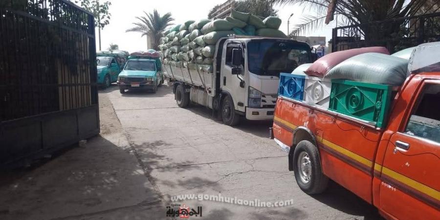توريد القمح بالمنيا يتحدى عطلة العيد ويكسر حاجز النصف مليون طن - تواصل نيوز