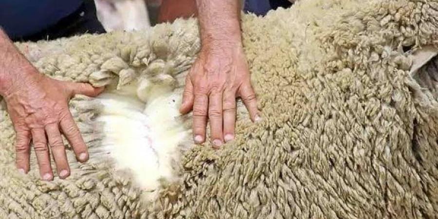 تطبيقات ذكية لجمع جلود أضاحي العيد في هذه الدولة - تواصل نيوز