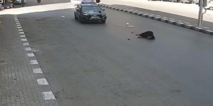 سيارة ملاكي تُطيح بفتاة بطنطا والأمن يكثف جهوده لضبط قائدها - تواصل نيوز