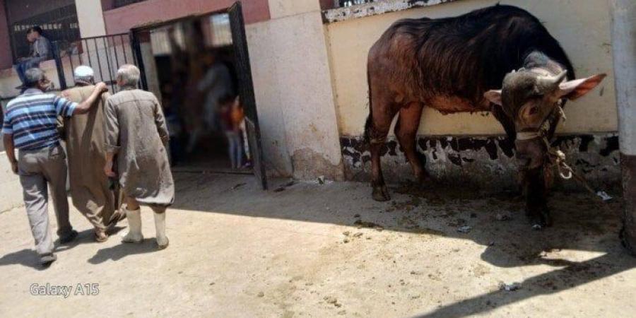 ذبح أكثر من 320 أضحية بالمجازر الحكومية بأسيوط - تواصل نيوز