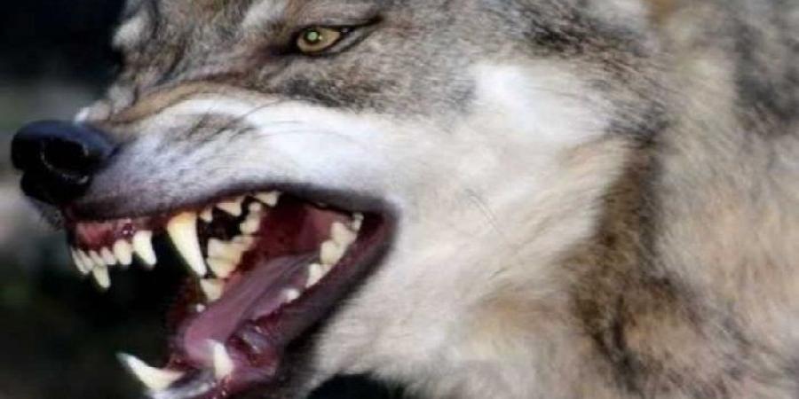 إصابة 8 أشخاص عقرهم حيوان مفترس بقنا - تواصل نيوز
