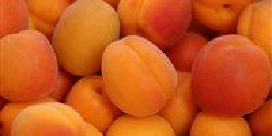 شاهد الان - يعزز صحة العين ويقوي العظام.. أبرز فوائد المشمش الصحية - تواصل نيوز