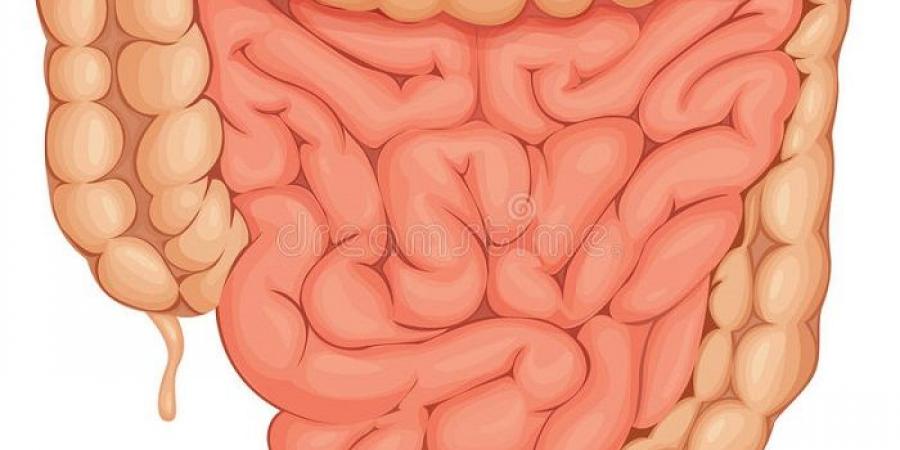 عاجل وحصرى - صحة الأمعاء.. كيف تؤثر عاداتك اليومية الخاطئة على جهازك الهضمي؟ - تواصل نيوز