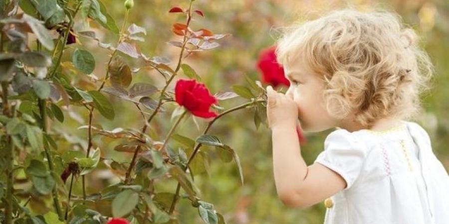 حصري فقط على تواصل نيوز - ماذا تعرف عن اليوم العالمي للورد الأحمر؟ - تواصل نيوز