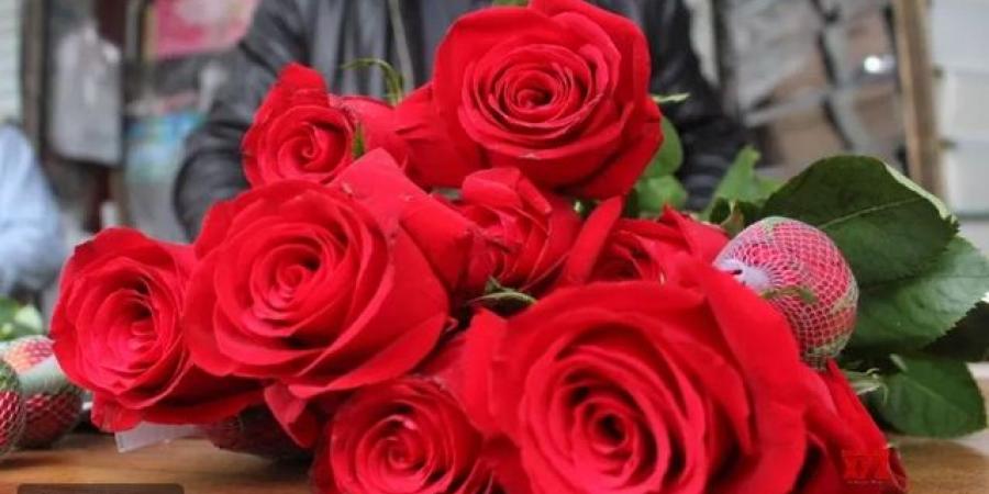 حصري فقط على تواصل نيوز - الاحتفال بيوم الورد الأحمر العالمي - تواصل نيوز