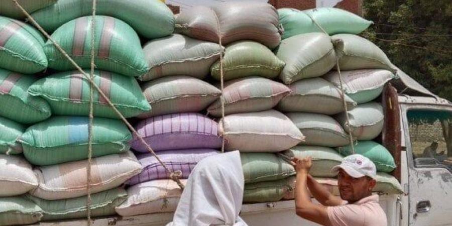 شاهد الان - المنيا تتخطى النصف مليون طن.. والمحافظ يعلن استمرار توريد القمح لتعزيز الأمن الغذائي - تواصل نيوز
