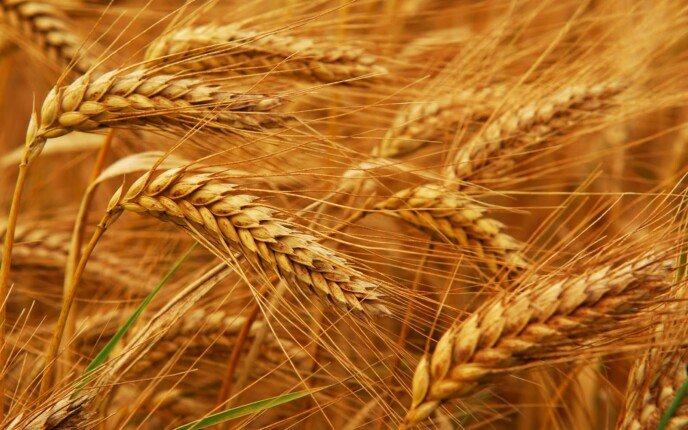 غرفة الحبوب تطالب باستبعاد 63 شونة ترابية من موسم توريد القمح 2027 لتعزيز جودة الإنتاج