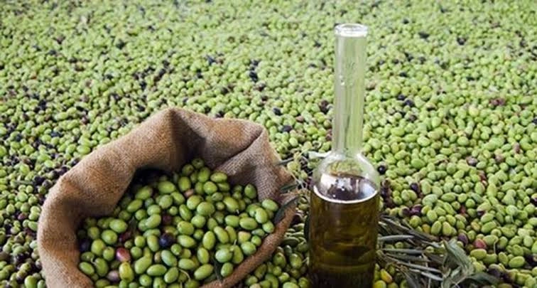 وفرة إنتاج الزيتون في المغرب تهدد مزارعيه بخسائر مالية كبيرة